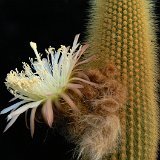 Weberbauerocereus